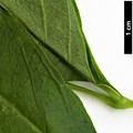 SpeciesSub: var. glabra SpeciesSub: var. glabra